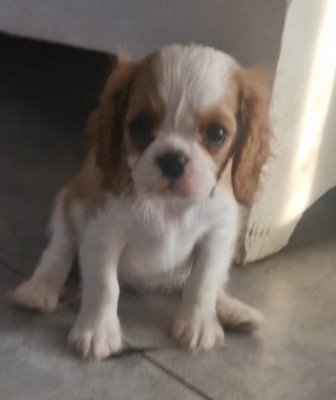Étalon Cavalier King Charles Spaniel - Vaïana du comte de batz de castelmore