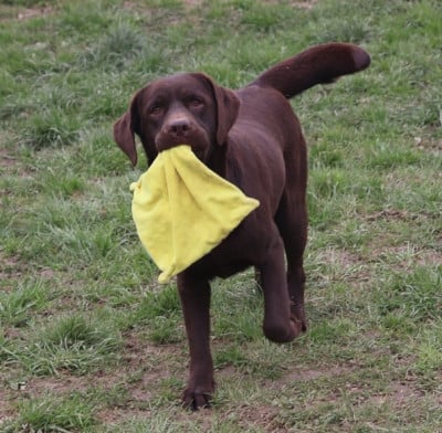 image de Tartine et Chocolat