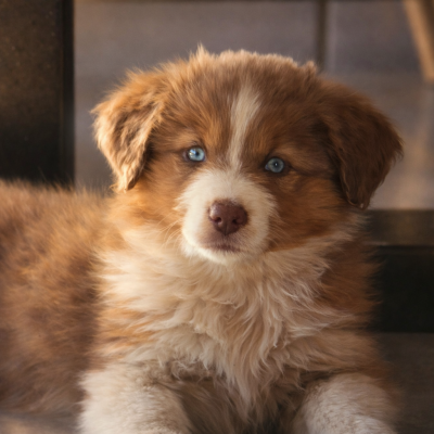 Étalon Berger Américain Miniature - ANGIE des Gardians des Fiolles