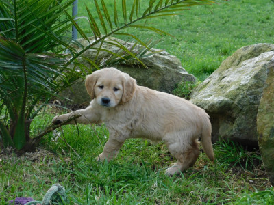 Étalon Golden Retriever - ABBY De Rod Avel