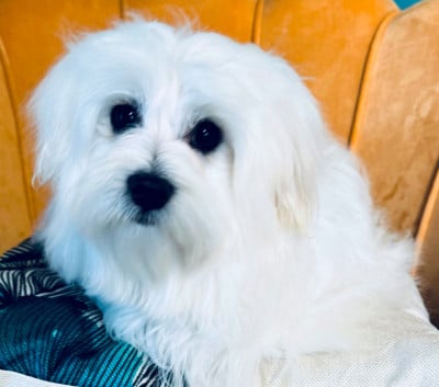 Étalon Bichon maltais - Viking des Merveilles D'Oceane