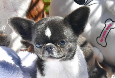 Étalon Chihuahua - Astra vitus MILOCHKA