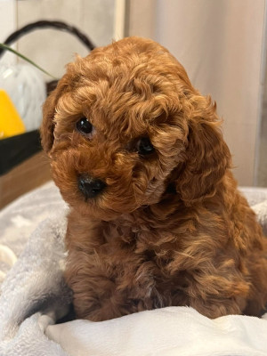 Étalon Caniche - Akila du mas d'aigret