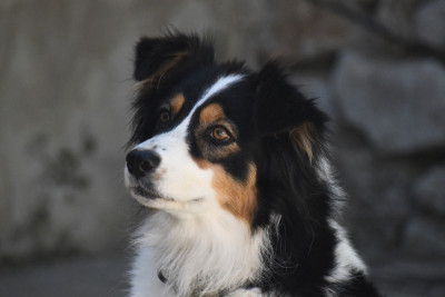 Étalon Berger Australien - Strada miss papetee (Sans Affixe)