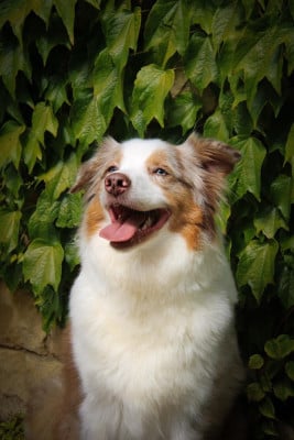 Étalon Berger Australien - Seïa Of Euskal Bailara