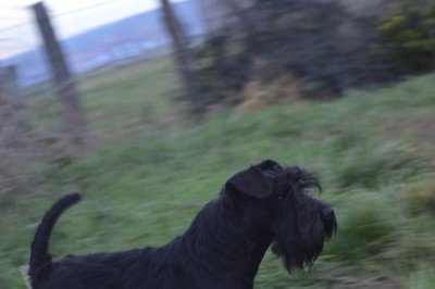 Étalon Schnauzer miniature - Vasco La Villa y Roble