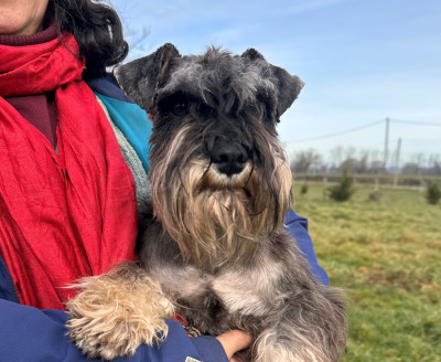 Étalon Schnauzer miniature - Vikings (Vuitton) de la Vallee de Buire