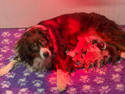 Viny Des Terres De L'Avesnois