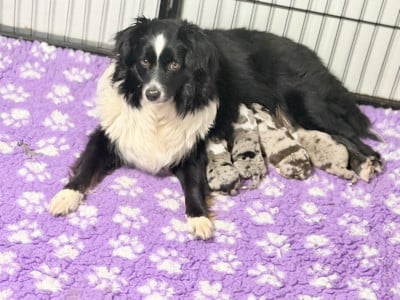 Upa Des Terres De L'Avesnois