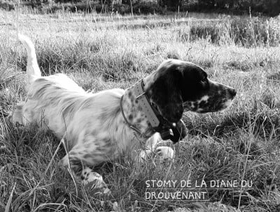 Étalon Setter Anglais - Stomy de la Diane du Drouvenant