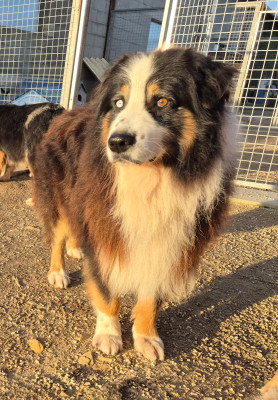 Étalon Berger Australien - Nice Des Chrysalides Arc En Ciel