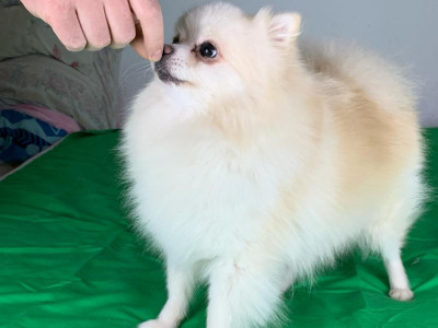 Étalon Spitz allemand - CH. Aline Belka Iachimciuc Von Haus