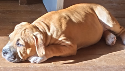 Étalon American Staffordshire Terrier - Arkana for némésis (Sans Affixe)