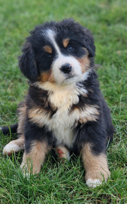 Étalon Bouvier Bernois - Alpine de La vallée de l'echiquier