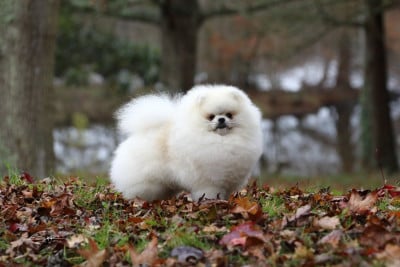 CH. NEO BUSHIDO (Sans Affixe)