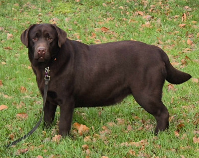 Étalon Labrador Retriever - Athena (Sans Affixe)