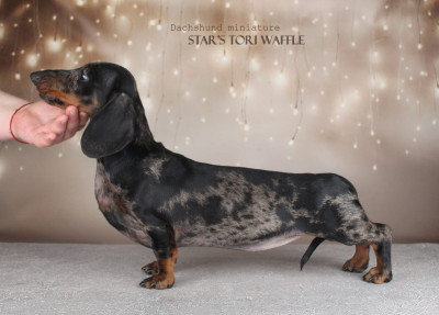Étalon Teckel poil ras - star's tori Waffle