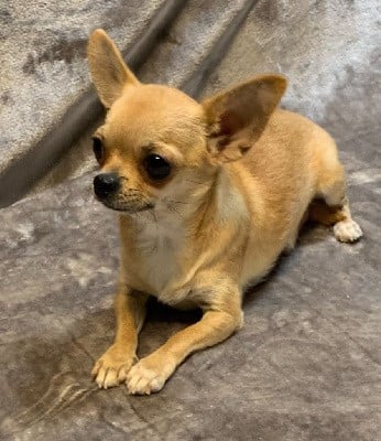 SAIKA DES ETOILES DE NICE