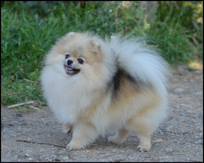 Étalon Spitz allemand - CH. seliona prime Bianca rose