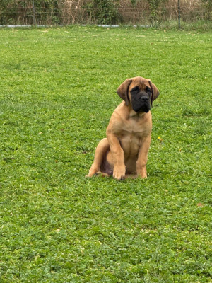 Étalon Mastiff - ANGUS De La Villa Giulisario