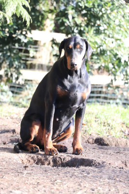 Étalon Dobermann - Toony Of devil inside