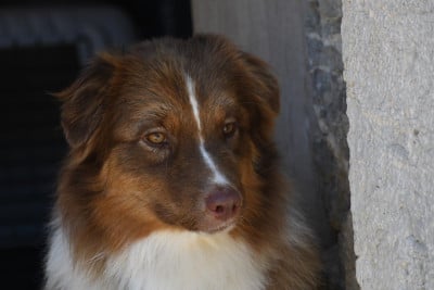 Étalon Berger Australien - Ur Cheatin' heart du chemin des korrigans