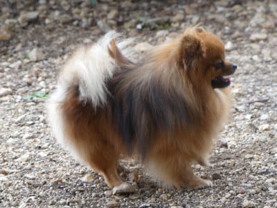 Étalon Spitz allemand - Vibrato Du Chant Des Etoiles