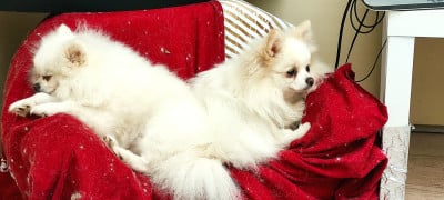 Étalon Spitz allemand - Velvela Back to the Origins Du Chant Des Etoiles