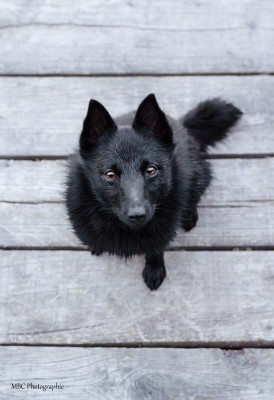 Étalon Schipperke - Ulla Une Légende Bretonne Len Lyslaulou