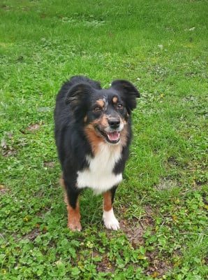 Étalon Berger Américain Miniature - Goldy De L'Austra-Shet