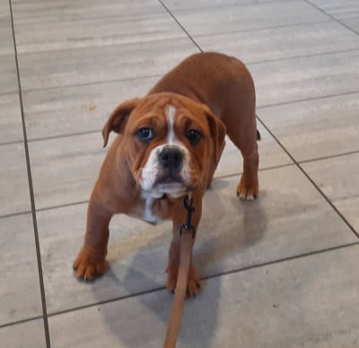 Étalon Bulldog continental - Aheidi Du Domaine de Bealain