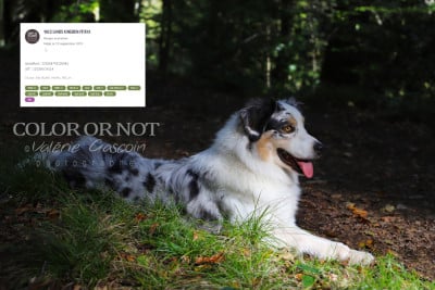 Étalon Berger Australien - Wild Lands Kingdom Pitaya