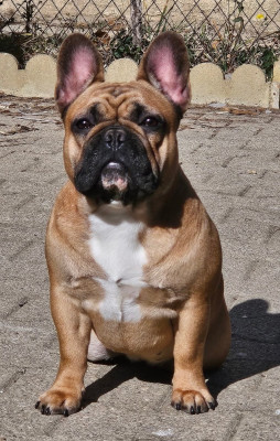 Étalon Bouledogue français - CH. UTAH-USKA De L' Alzine De Saint-Martin