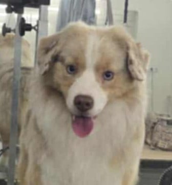 Étalon Berger Américain Miniature - Make my day Sofas Style of Wolf Point