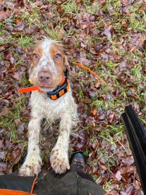Étalon Cocker Spaniel Anglais - Ambre De La Rose Anglaise