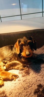 Étalon Teckel poil dur - Ulema Ulema.du.sasia