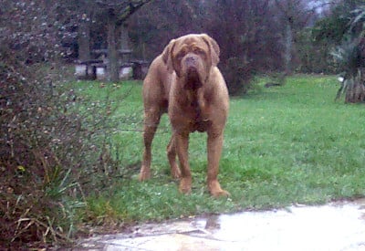 Étalon Dogue de Bordeaux - Opium Nostalgie de France