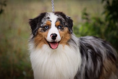 Étalon Berger Américain Miniature - CH. Trails ends gimli Des Montagnes Argentées