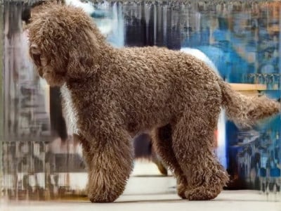 Étalon Barbet - Unik De la plume de pam noire