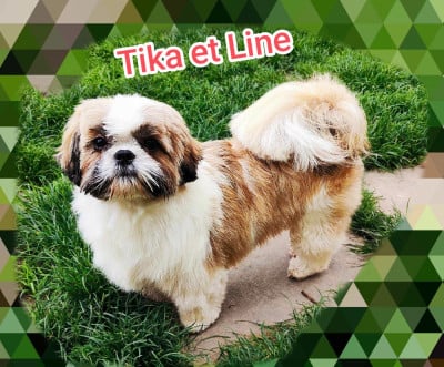 Étalon Shih Tzu - Tika Du Chemin Des Petits Clos