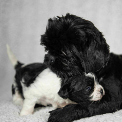 Uma Du Domaine Du Jardin Des Roses