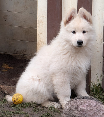 Étalon Berger Blanc Suisse - Amber-Moon des fantômes de la nuit