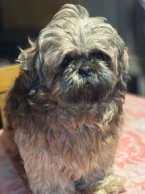 Vinny De La Haie Des Bichottes