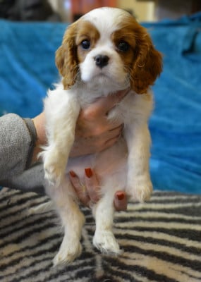 Étalon Cavalier King Charles Spaniel - Asoka Des Terres De L'infini