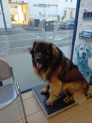 Étalon Leonberger - Vasko Leon De La Cité D'Or