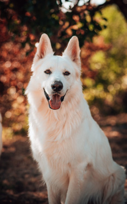 Étalon Berger Blanc Suisse - PAIDY - Dit QUARTZ Titre Initial
