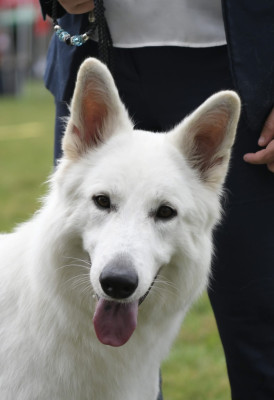 Étalon Berger Blanc Suisse - VAE VICTIS HOPE DIAMOND Des Bergers Du Lautrecois