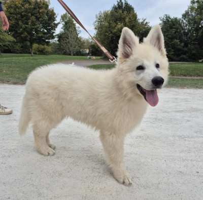 Étalon Berger Blanc Suisse - ALL YOU NEED IS LOVE Des Gardiens Du Valhalla