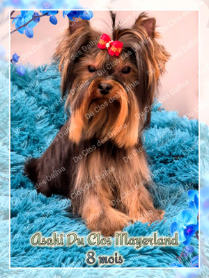 Étalon Yorkshire Terrier - ASAHI du clos Mayerland