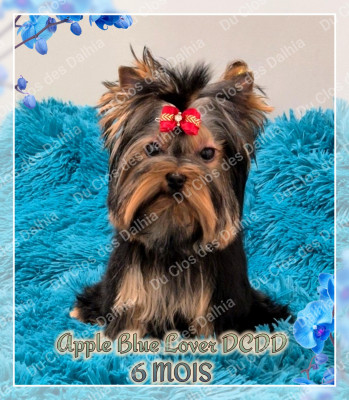 Étalon Yorkshire Terrier - Apple Blue Lover Du Clos Des Dalhia